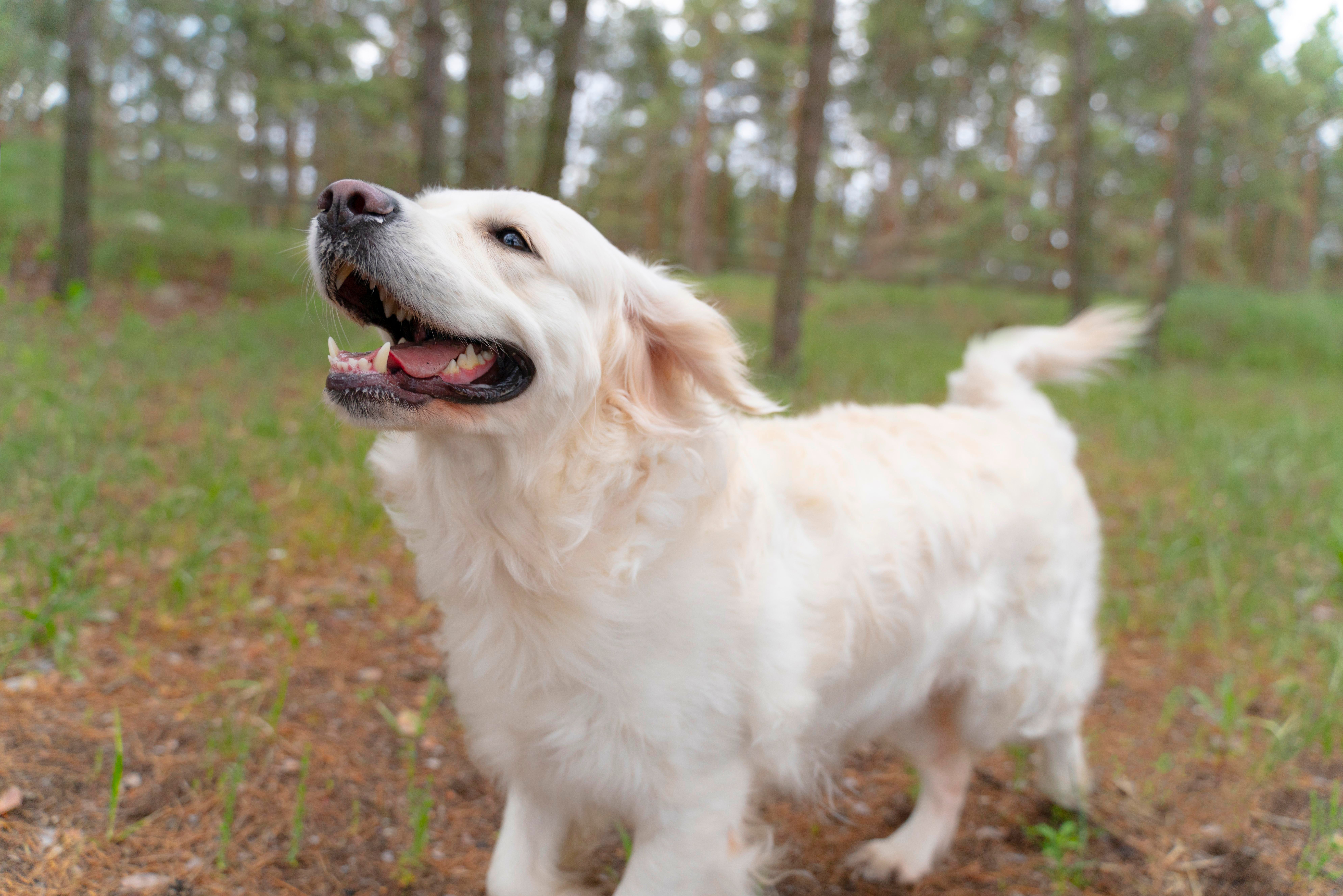 Perro feliz en el bosque
